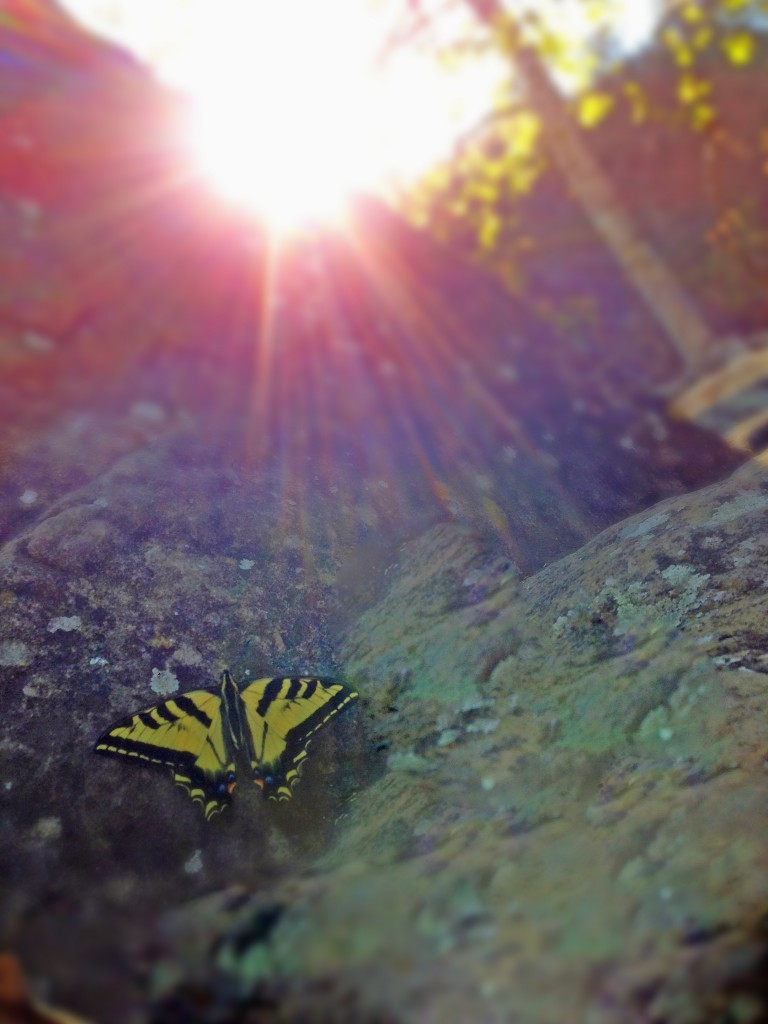 butterfly sun photo final_edited-1